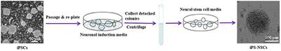 Induced Pluripotent Stem Cell-Derived Neural Stem Cell Transplantations Reduced Behavioral Deficits and Ameliorated Neuropathological Changes in YAC128 Mouse Model of Huntington's Disease